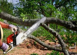 How Our Tree Care Process Works  in  Battlefield, MO