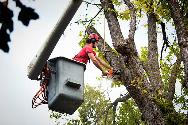 Reliable Battlefield, MO Tree Services Solutions